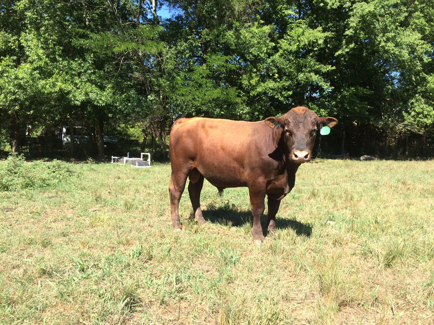 View Glendale Farm Cattle in Alabama