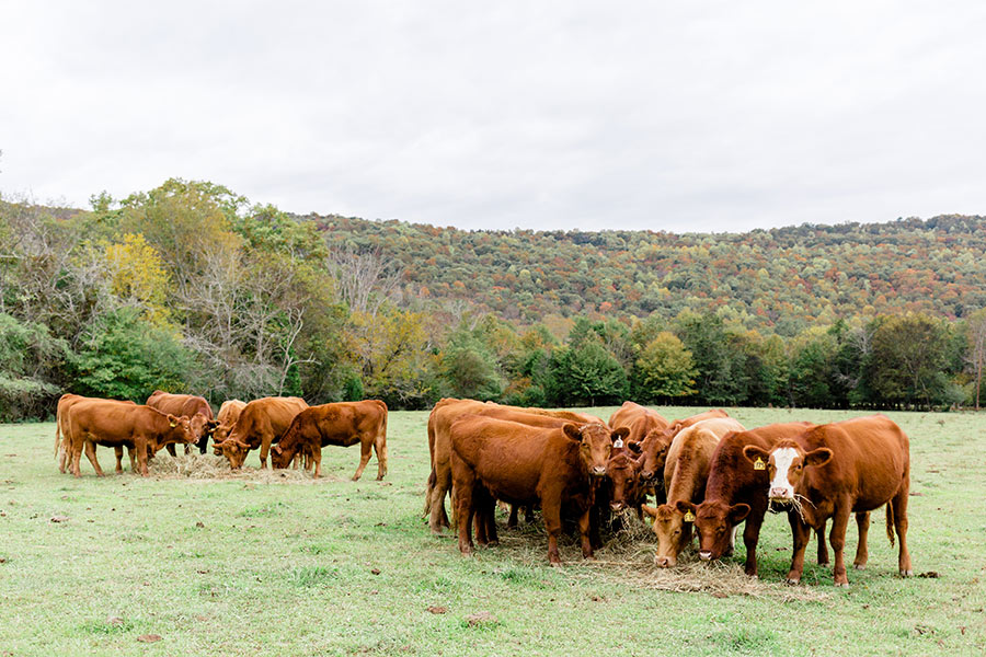 View Glendale Farm Cattle in Alabama